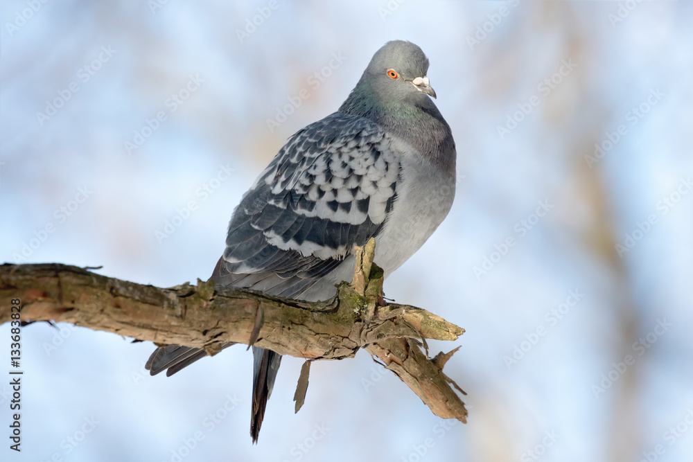 Pigeon in nature. Order: Columbiformes, Family: Columbidae Pigeon in nature. Order: Columbiformes, Family: Columbidae