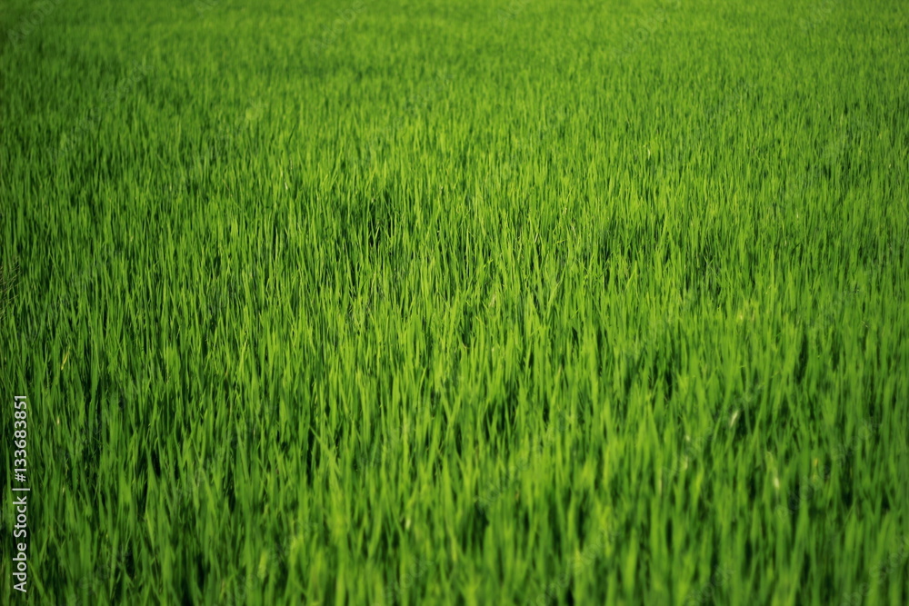 Green field of rice