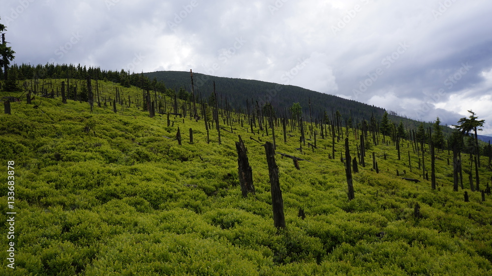 Zniszczony las wśród soczyście zielonych jagodowych łanów
