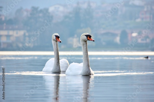 Couple of swans, Iseo Lake, Italy photo
