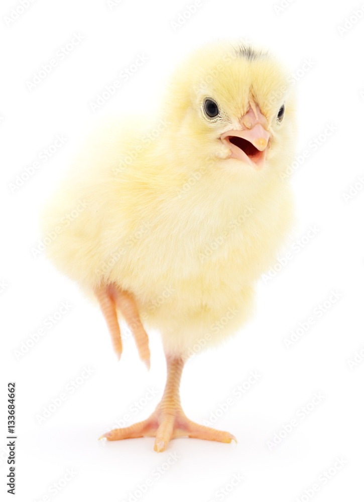 Small yellow chicken