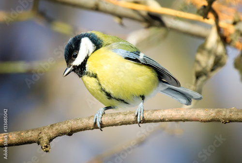The great tit (Parus major) is a passerine bird in the tit famil
