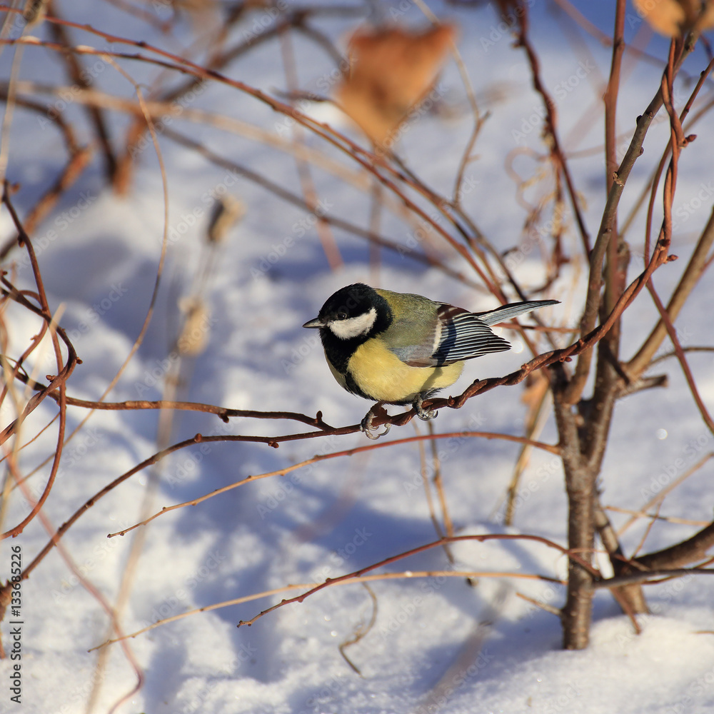 Great tit on a tree at winter Great tit on a tree at winter