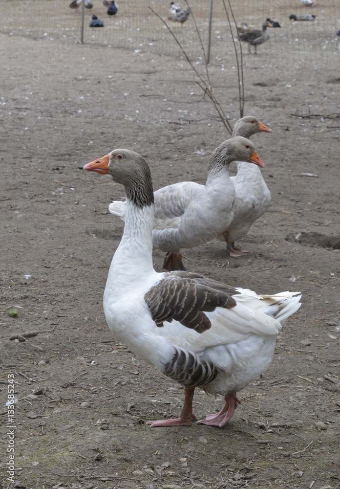 gänse in einem freilandgehege