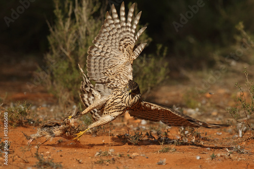 goshawk