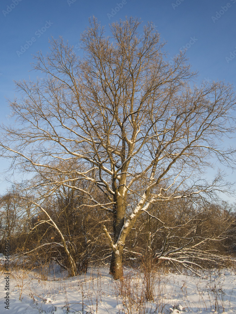 trees in winter
