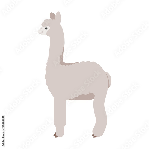 Vector flat style illustration of lama.