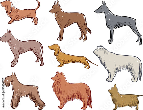 sketches of the different dogs