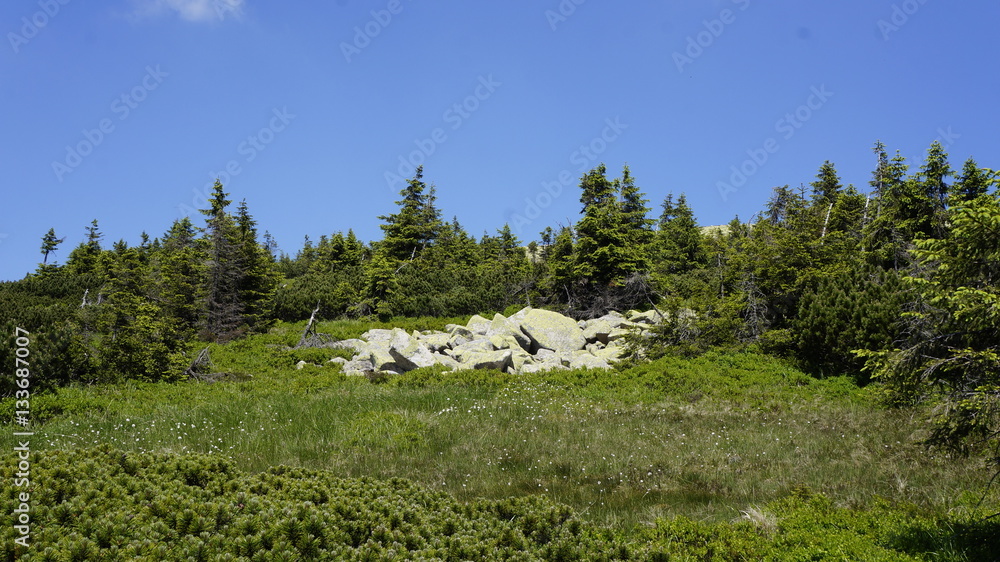 Obraz premium Las - skały