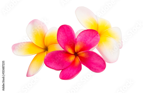 frangipani flower isolated