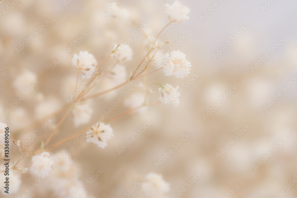 Burred flower background Burred flower background