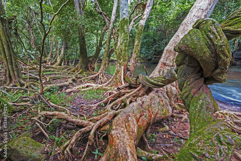 Jungle of Khao Yai National Park Jungle of Khao Yai National Park