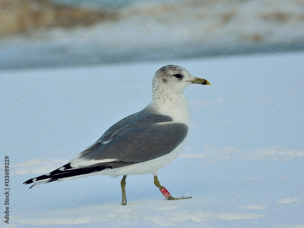 The common gull (Larus canus) walking on snow The common gull (Larus canus) walking on snow