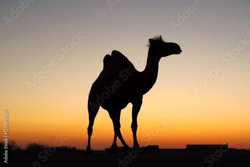 Silhouette camel at sunset  Baikonur  Kazakhstan