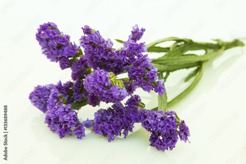 blue purple statice isolated on white background blue purple statice isolated on white background