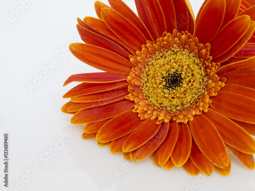 Orange gerbera daisy  transvaal  flower closeup.