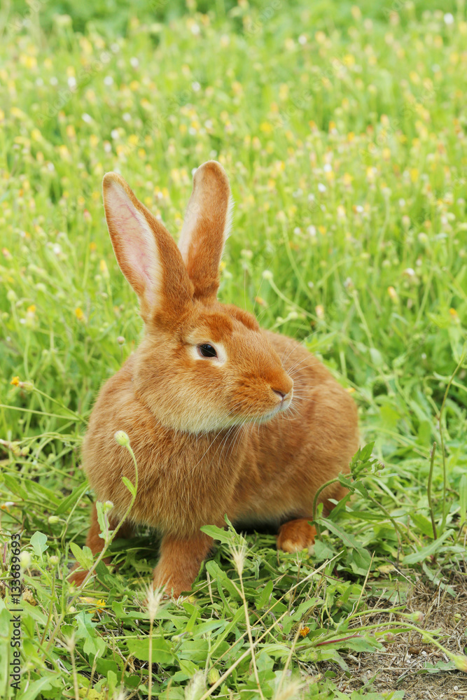 Obraz premium Beautiful red rabbit on grass