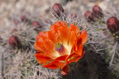 Beautiful blooming wild desert cactus flowers. photo