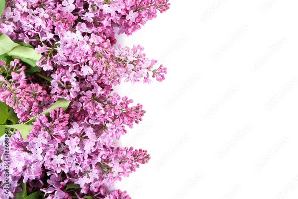 Blooming lilac flowers isolated on a white Blooming lilac flowers isolated on a white