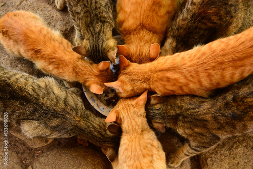 Photography cats / quiche / guatemala