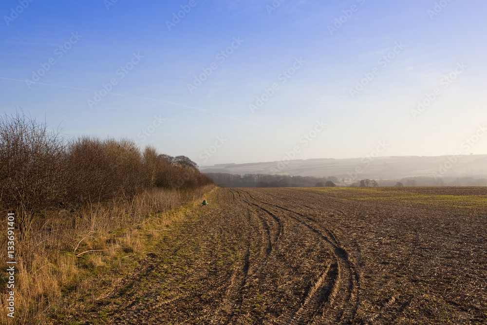 pheasant feeder and hedgerow pheasant feeder and hedgerow