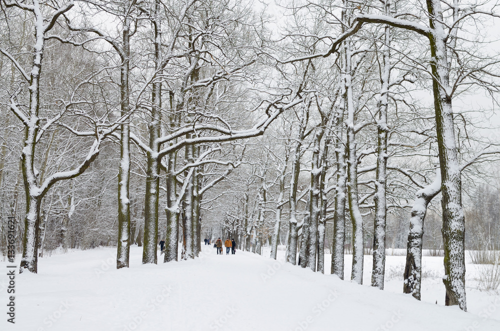 The trees stand in the snow.