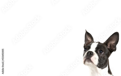 Boston terrier puppy isolated on white for copy space use. The dog is looking in the middle of the image. Indoor image.