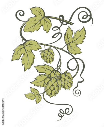 illustration of hops for brewing