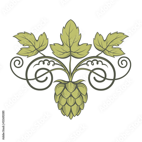 illustration of hops for brewing