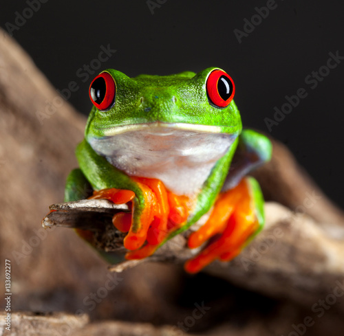 red eye frog