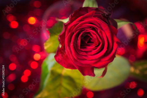 Red rose on bokeh background red