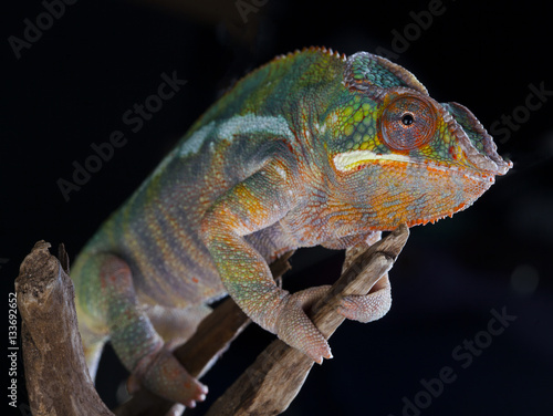 Panther Chameleon portrait © monica