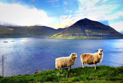 Fototapeta Wildlife in the Faroe Islands