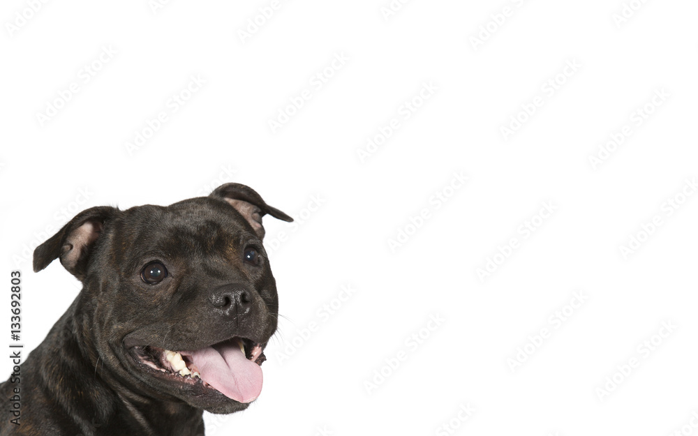 American staffordshire isolated on white for copy space use.