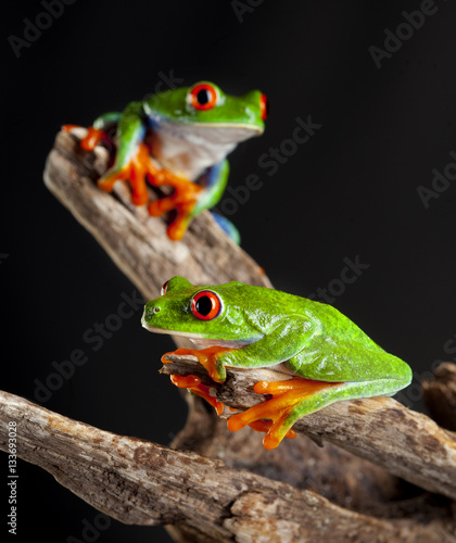 Two red eye frog