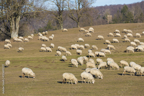 Pecore al pascolo e bosco sullo sfondo
