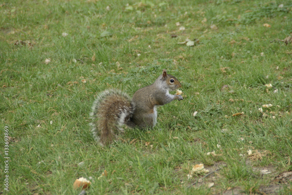 Squirrel enjoying a meal Squirrel enjoying a meal