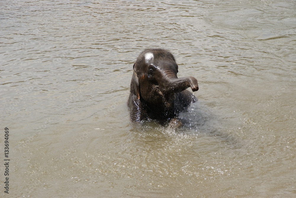 Fototapeta premium Elephant enjoying the cold water