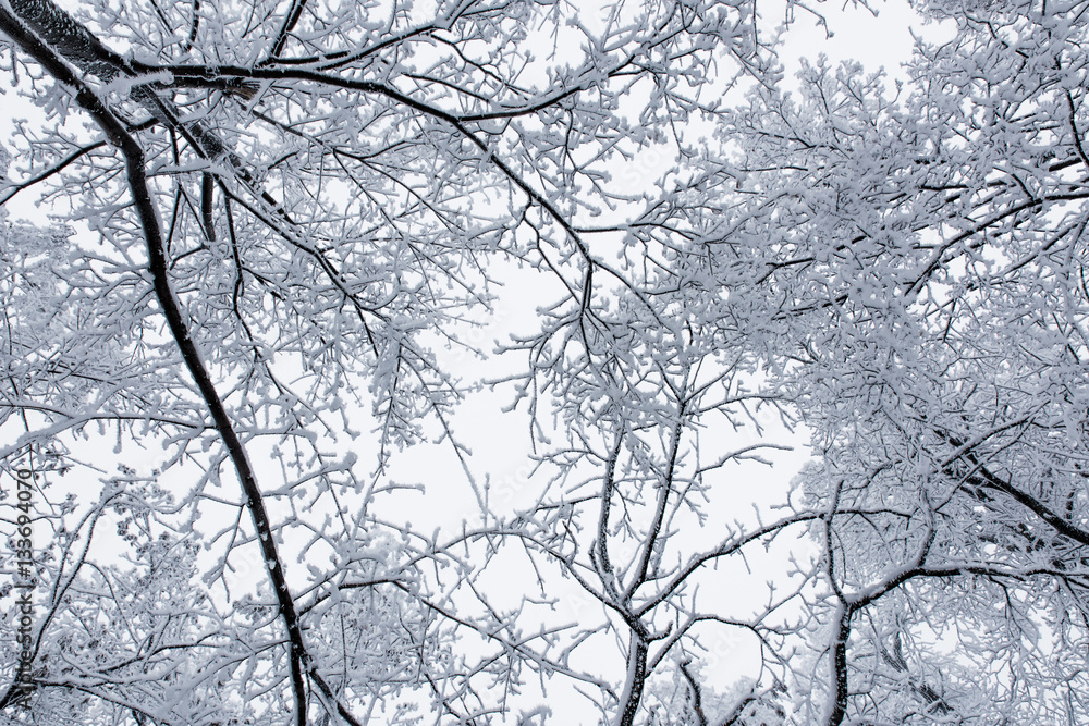 Background of the black branches of trees in white hoarfrost Background of the black branches of trees in white hoarfrost