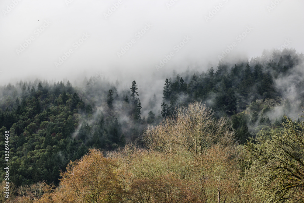 foggy mountain in Southern Oregon foggy mountain in Southern Oregon