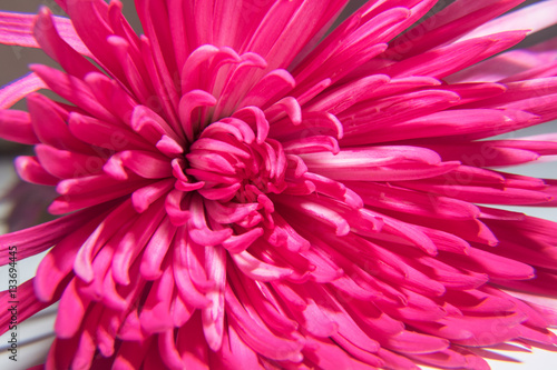 Pink Chrysantemum 