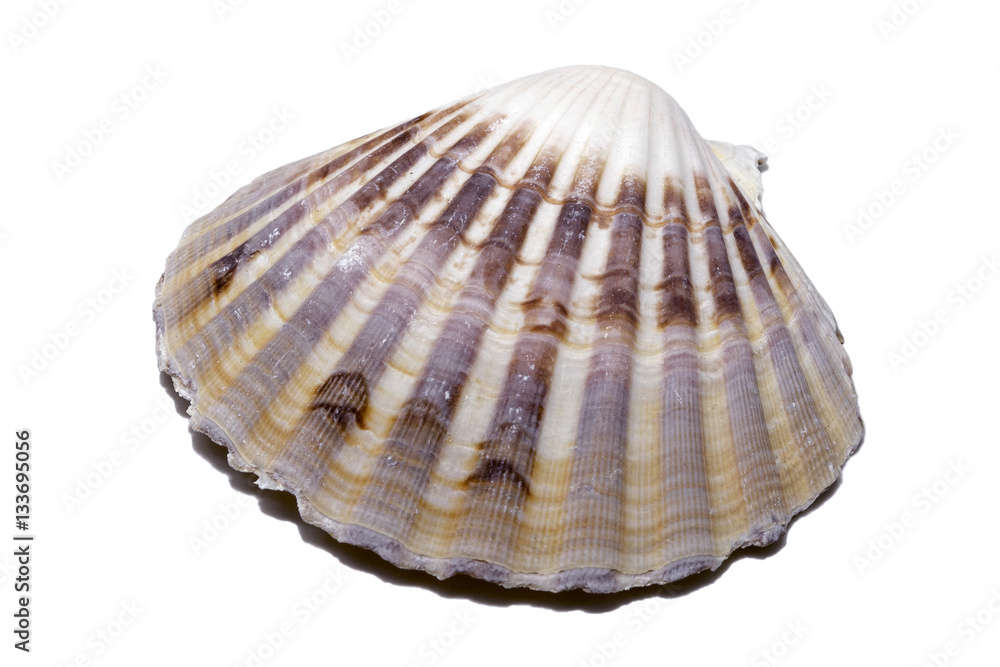 Multicolored and striped clamshell isolated on white Multicolored and striped clamshell isolated on white