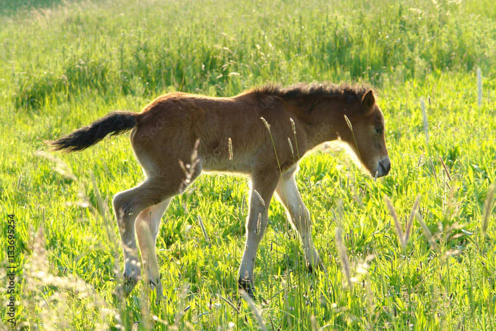 Fototapeta premium Fohlen auf der Weide