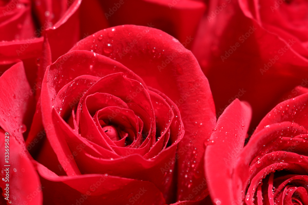 Close up of red roses and water drops. Close up of red roses and water drops.