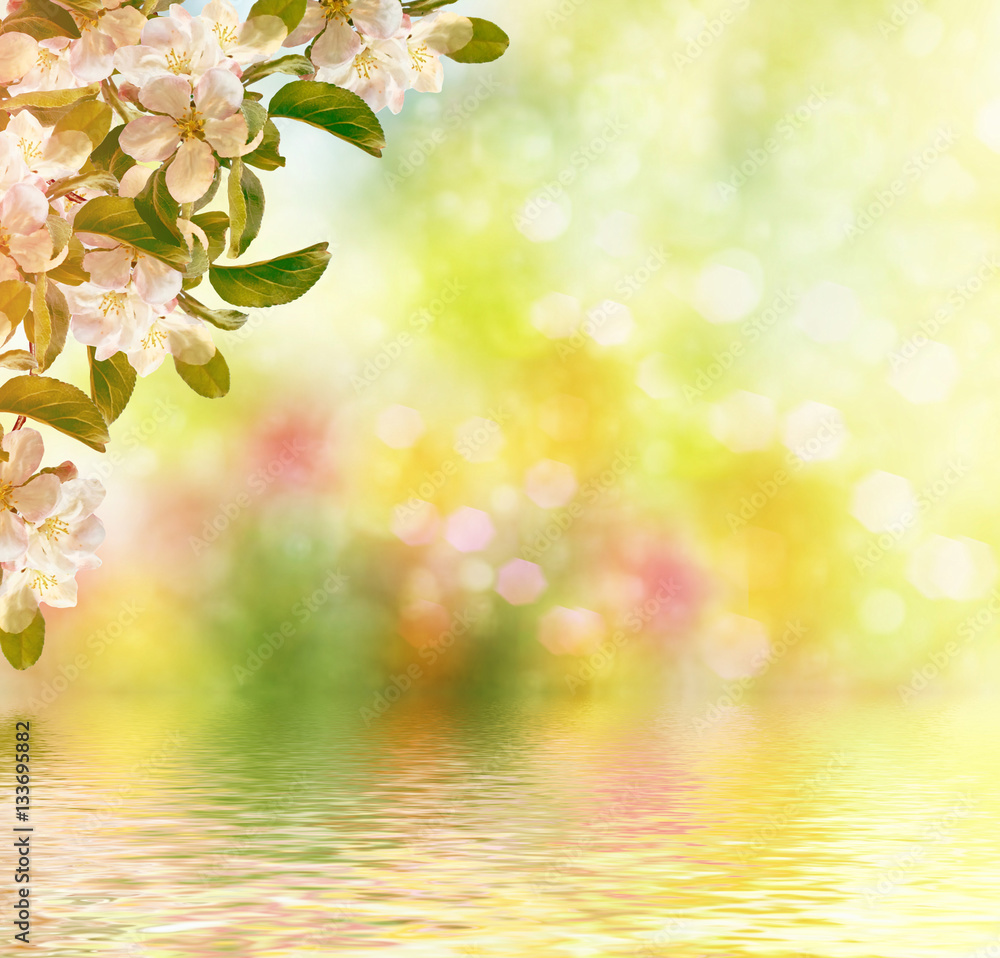 Fototapeta premium Blossoming branch apple. Bright colorful spring flowers