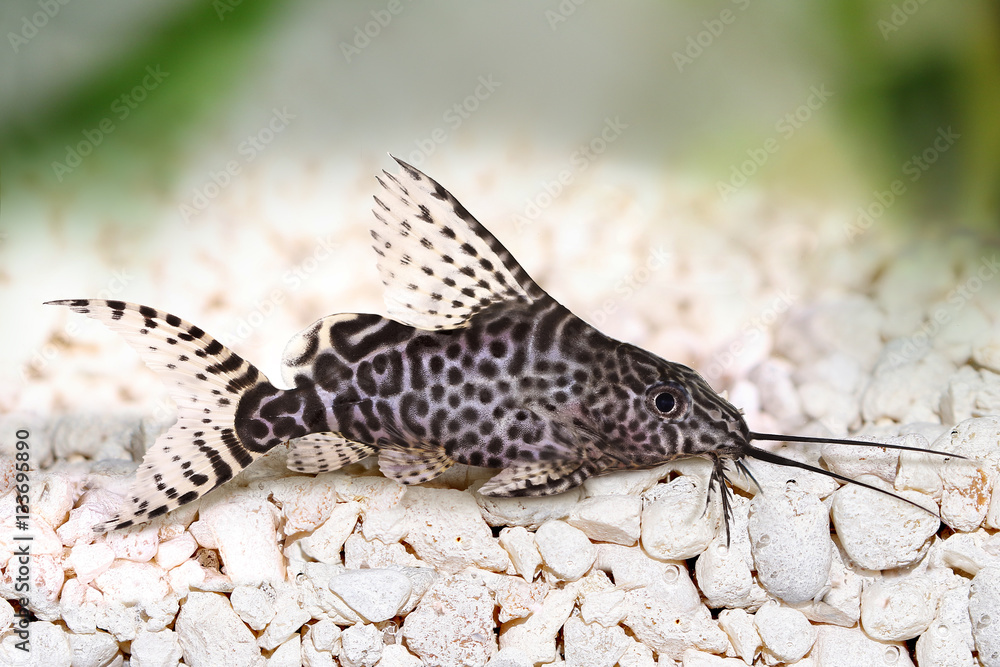 Featherfin squeaker catfish Synodontis Epterus Aquarium fish