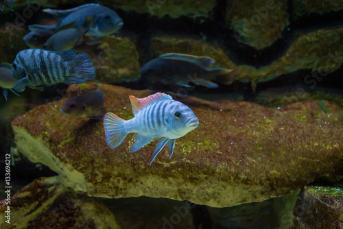 Labeotropheus fuelleborni