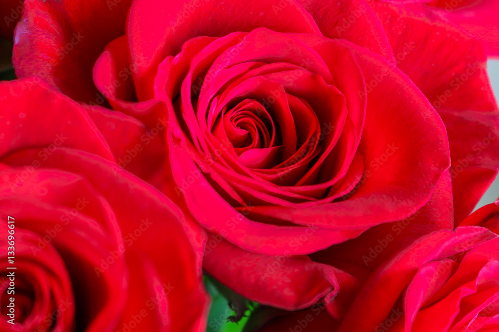 Close up of red roses. Close up of red roses.