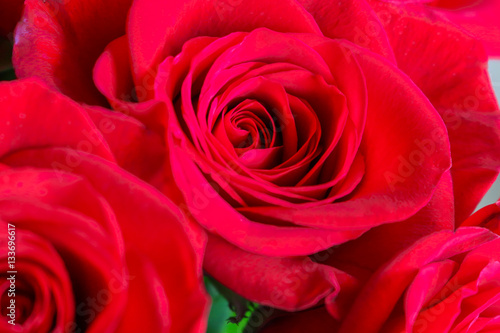 Close up of red roses.