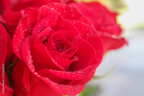 Close up of red roses and water drops.